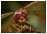 HM1: Watery Eyes by Richard Armstrong