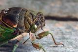 Alien Closeup by Kmptrgeek