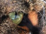 Cats Eye