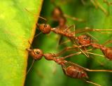 Office Teamwork-by tchuanye, Camera:FZ10