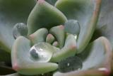 raindrops by racketman