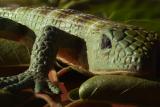Lizard by tucsondave
