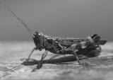  Grasshopper - Chris