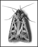Moth - Jim H.