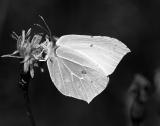 Small fly on a butterfly by Frits Thomsen