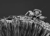 Jimini by Sonny Asehan