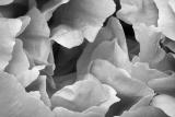 <b>MC16 B&W</br>1st place</b><br>peony, by Christopher