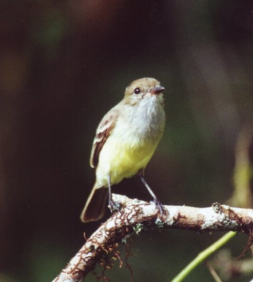 Galapagos Flycatcher