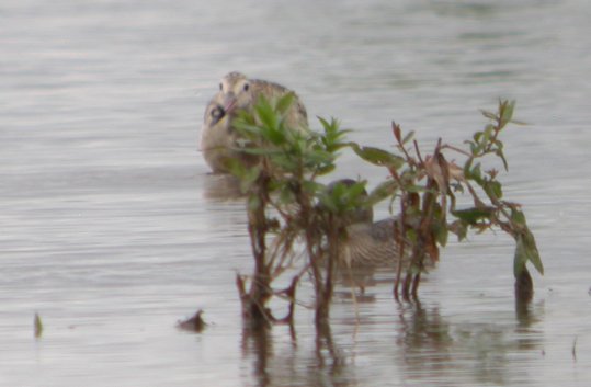 Marbled Godwit