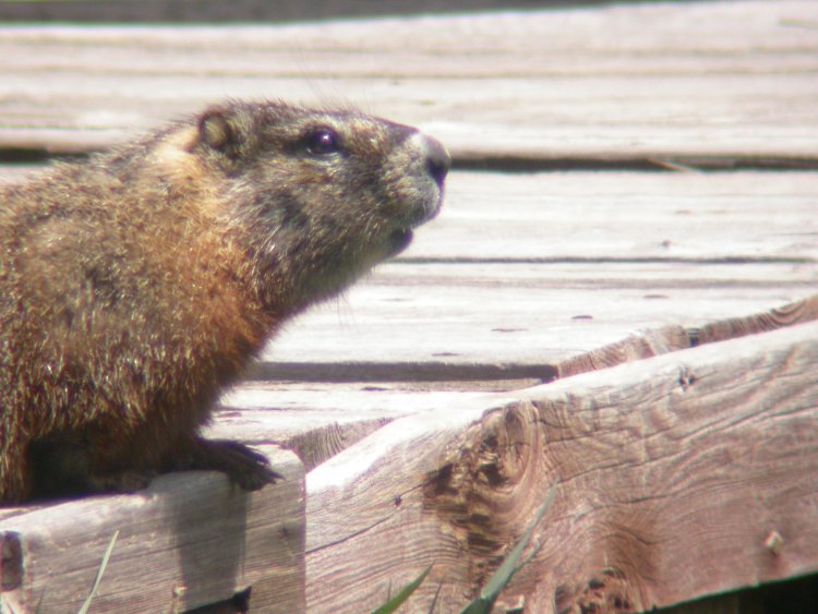 Yellow-bellied marmot
