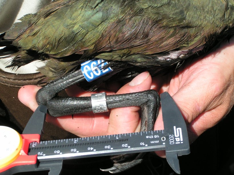 White-faced Ibis