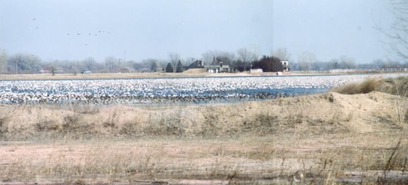 several Snow Geese