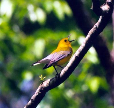 Prothonotary Warbler