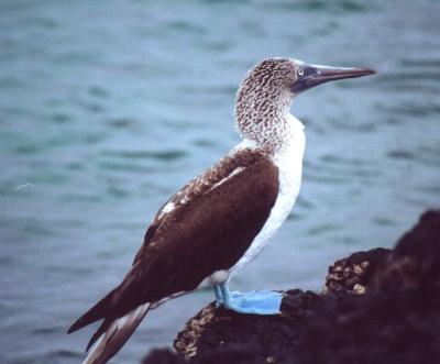 Blue-footed Booby