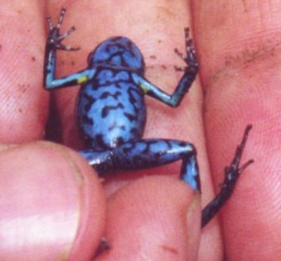 Poison Arrow Frog