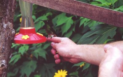 Rufous-tailed Hummer on my finger