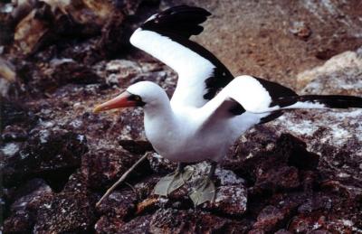 Nazca Booby