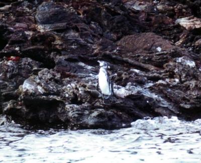 Galapagos Penguin