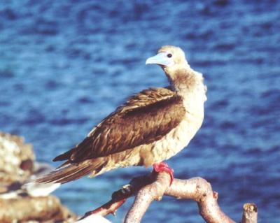 Red-footed Booby