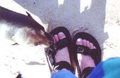 Sea lion at my feet