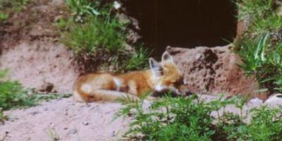 Red Fox pup