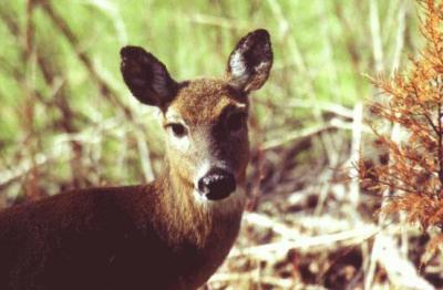 White-tailed Deer