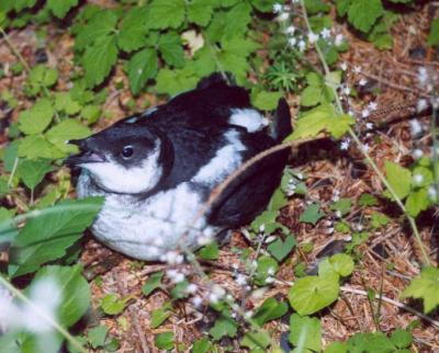 Marbled Murrelet