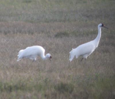 Whooping Crane