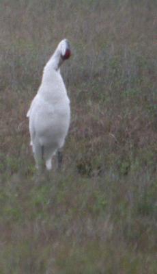 Whooping Crane