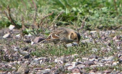 Lapland Longspur