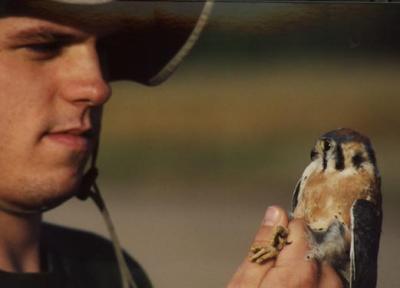 American Kestrel