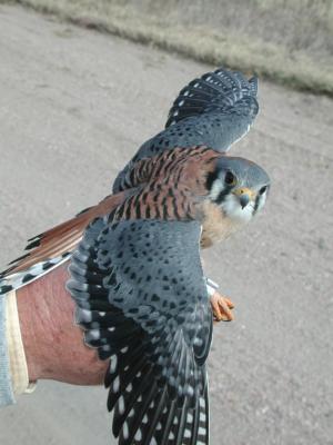 American Kestrel