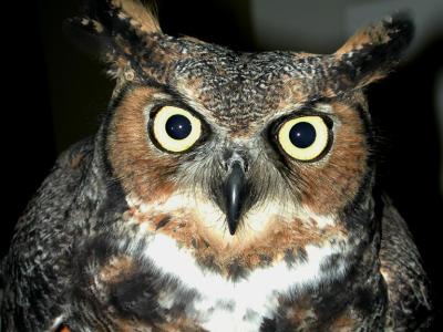 Great Horned Owl