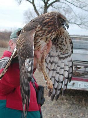 Northern Harrier