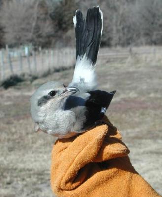 Northern Shrike