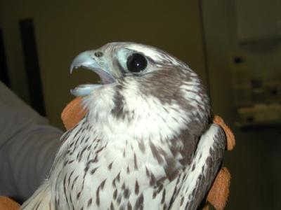 Prairie Falcon