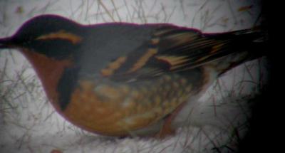 Varied Thrush