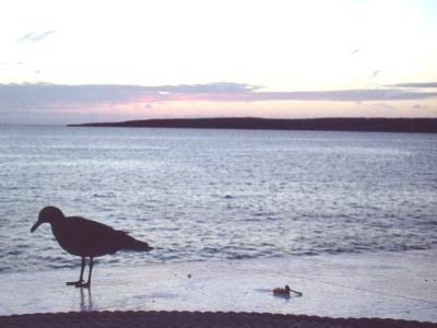 Lava Gull Galapagos