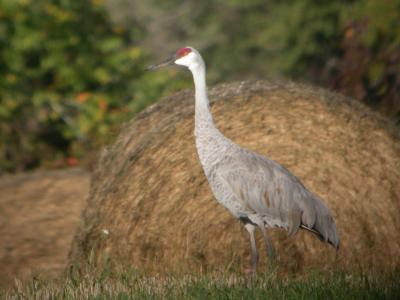 Sandhill Crane