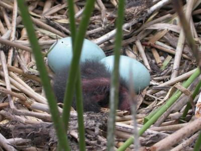 White-faced Ibis chick