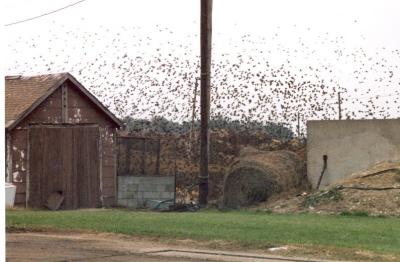 Starling swarm