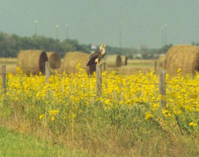 Swainson's Hawk