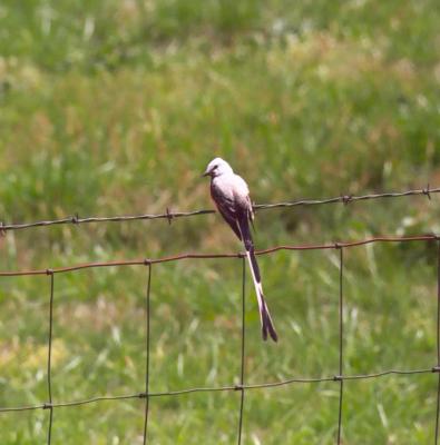 Scissor-tailed Flycatcher