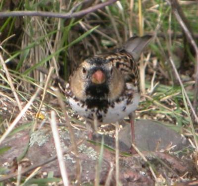 Harris's Sparrow