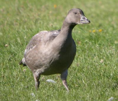 Snow Goose