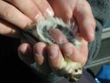 Grasshopper Sparrow brood patch