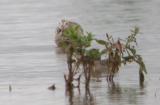 Marbled Godwit