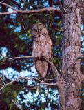 Great Gray Owl