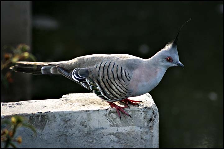 Crested Pigeon.jpg
