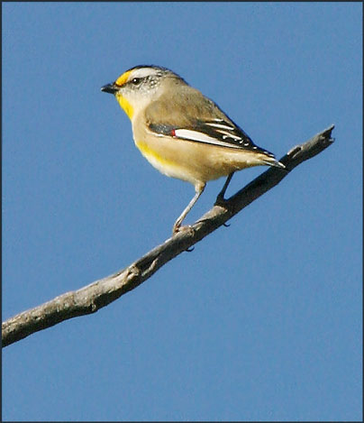 Striated Pardalote.jpg
